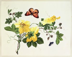 花研究和蝴蝶